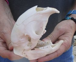 Cape Porcupine Skull measuring 5 inches long, available for purchase - $80