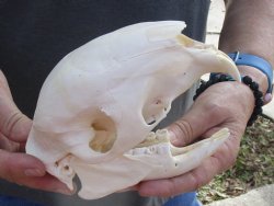 Authentic Cape Porcupine Skull measuring 6 inches long - $80