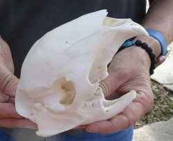 Cape Porcupine Skull measuring 5-1/2 inches long, available for purchase - $80