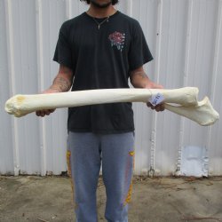 40" Giraffe Radius with Ulna Leg Bone - $155