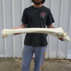 37" Giraffe Radius with Ulna Leg Bone - $150