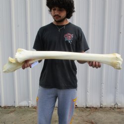 39" Giraffe Radius with Ulna Leg Bone - $150