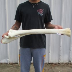 35" Giraffe Radius with Ulna Leg Bone - $145