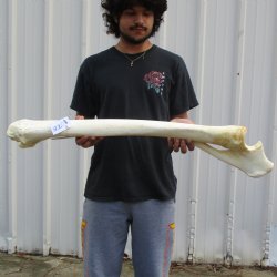 36" Giraffe Radius with Ulna Leg Bone - $150