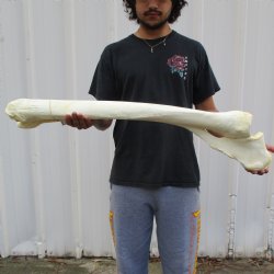 36" Giraffe Radius with Ulna Leg Bone - $150