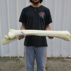 37" Giraffe Radius with Ulna Leg Bone - $150