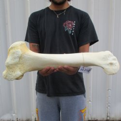 22" Giraffe Humerus Leg Bone - $60