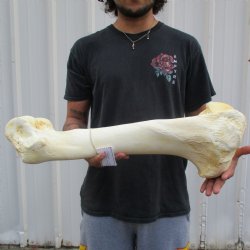 22" Giraffe Humerus Leg Bone - $60