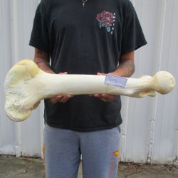 23" Giraffe Femur Leg Bone - $60