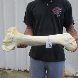 22" Giraffe Humerus Leg Bone - $60