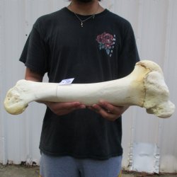 21" Giraffe Humerus Leg Bone - $60