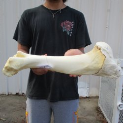 21" Giraffe Humerus Leg Bone - $60