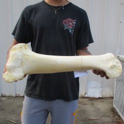 22" Giraffe Humerus Leg Bone - $60