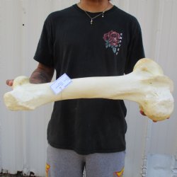 21" Giraffe Femur Leg Bone - $60