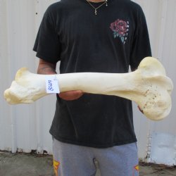 20" Giraffe Femur Leg Bone - $60