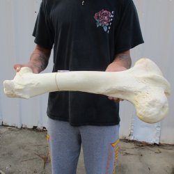 21" Giraffe Femur Leg Bone - $60