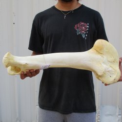 22" Giraffe Femur Leg Bone - $60