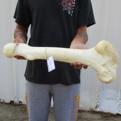 21" Giraffe Femur Leg Bone - $60