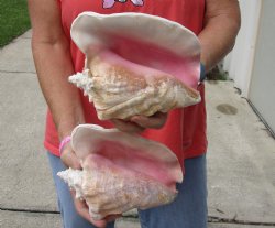 Buy Now 6" & 7-3/4" Pink Conchs, 2 pc - $24