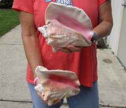 Buy Now 6" & 7-3/4" Pink Conchs, 2 pc - $24