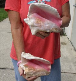 Buy Now 6" & 7-3/4" Pink Conchs, 2 pc - $24