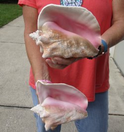 Buy Now 6" & 7-3/4" Pink Conchs, 2 pc - $24