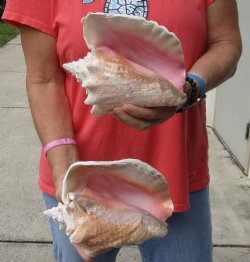 Buy Now 6" & 7-3/4" Pink Conchs, 2 pc - $24