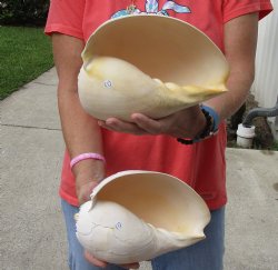 2 Philippine crowned baler melon shells for sale 8 inch - $17/lot