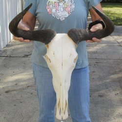 African Blue Wildebeest Skull with 20" Horn Spread - $85