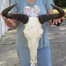 African Blue Wildebeest Skull with 20" Horn Spread - $85