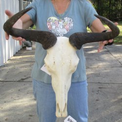 African Blue Wildebeest Skull with 20" Horn Spread - $85