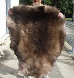 Authentic Nice Quality Reindeer pelt/hide/skin without legs, 44 inches long by 31 inches wide for $100