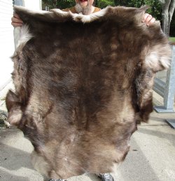 Nice Quality Reindeer pelt/hide/skin without legs, 46 inches long by 40 inches wide, Buy Now For $100