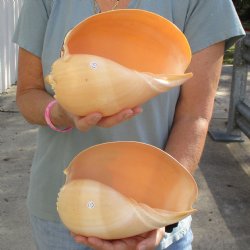 9" Philippine Crowned Baler Melon Shell, 2 pc lot - $20