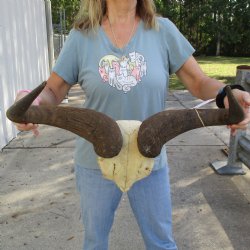 African Blue Wildebeest Skull Plate with 27" Horn Spread - $45