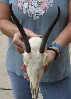 6-1/2 inch Horns on Female Springbok Skull - $47