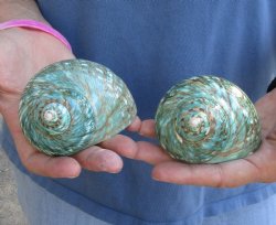 Beautiful 2 piece lot of Polished green turbo shells for shell crafts - $18/lot