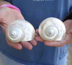 Beautiful 2 piece lot of Pearl turbo shells for shell crafts - $18/lot