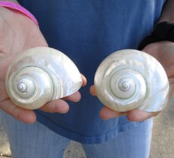 Genuine 2 pc lot of Pearl Turbo shells buy now for $18/lot