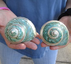 Buy this 2 piece lot of Pearl Banded Jade Turbo shells for shell crafts for $18/lot