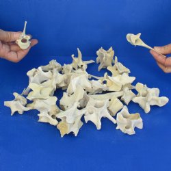 25 Wild Boar Vertebrae Bones, 3-1/2" and under - $23.75