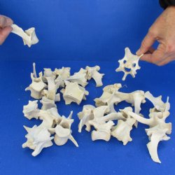 25 Wild Boar Vertebrae Bones, 3-1/2" and under - $23.75