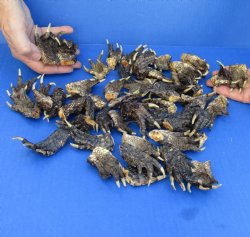 50 Piece Lot of Authentic Preserved Alligator Feet, 1-1/2" to 2" - For Sale for $32