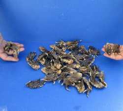 50 Piece Lot of Authentic Preserved Alligator Feet, 1-1/2" to 2" - For Sale for $32