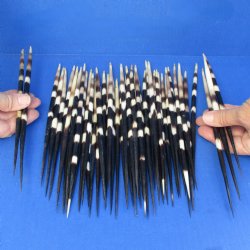 50 Thick Porcupine Quills, 9" to 10-1/2" - $65