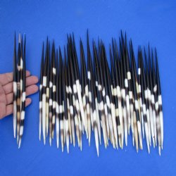 50 Thick Porcupine Quills, 7" to 8-3/4" - $60