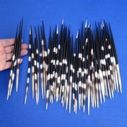 50 Thick Porcupine Quills, 7-3/4" to 9" - $50