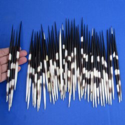 50 Thick Porcupine Quills, 7" to 7-3/4" - $50