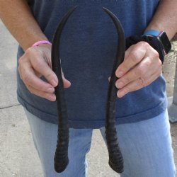 12" Female Springbok Matching Horn Pair - $20