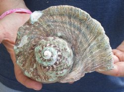 For Sale 5 inch Turbo Marmoratus, green turban shell - $26